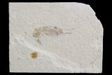 Cretaceous Fossil Shrimp - Lebanon #74527-2